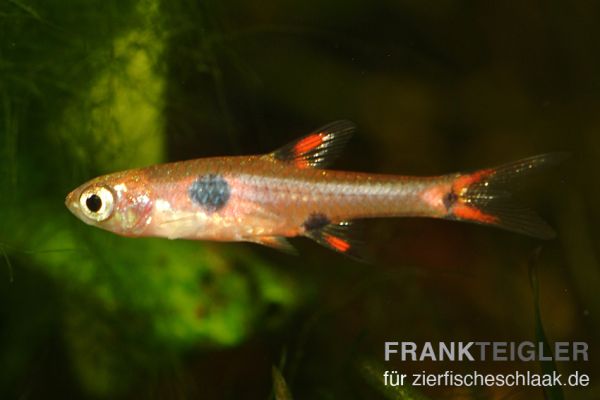 Zwergbärbling - Boraras maculatus